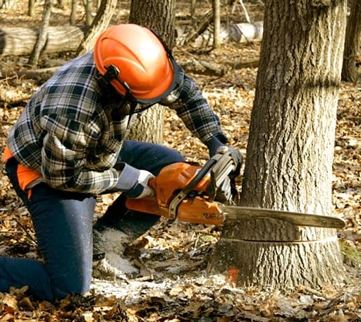 Tree Removal in Hurley, SD